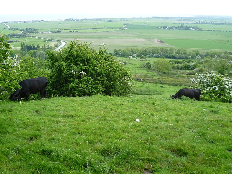 File:Cattle near the Saxon Shore Way - geograph.org.uk - 4498603.jpg