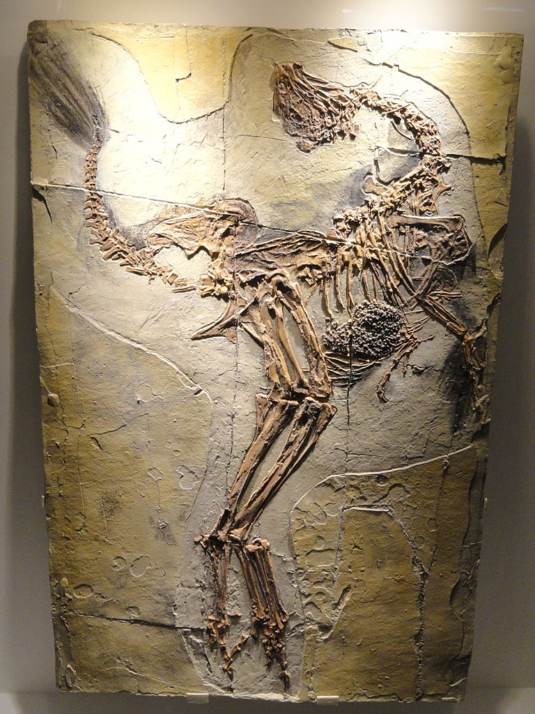 [Image: 768px-Caudipteryx_zoui,_feathered_dinosa...C01866.JPG]