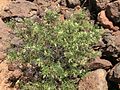 Ceballosia fruticosa var. angustifolia. Tenerife