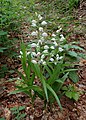 4622 Kvam hvit skogfrue Cephalanthera longifolia