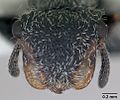 Cephalotes lanuginosus casent0173685 head 1.jpg