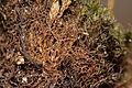 Cephaloziella divaricata im Grimmia muehlenbeckii-Rasen