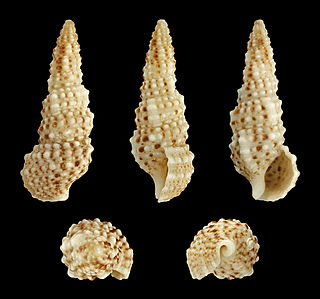 <i>Cerithium scabridum</i> species of mollusc