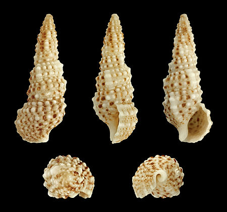 Cerithium scabridum01.JPG