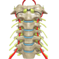 Vue antérieure du rachis cervical montrant les artères vertébrales ainsi que les nerfs spinaux.