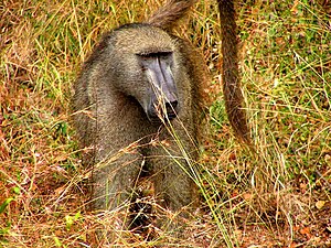 Chacma Baboon, male.jpg