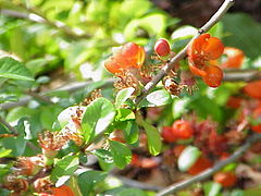 Chaenomeles japonica