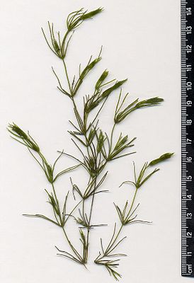 Hara hauras (Chara fragilis)