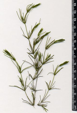 <span class="mw-page-title-main">Charophyceae</span> Class of algae