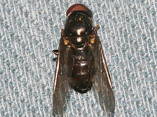 <i>Cheilosia latrans</i> Species of fly