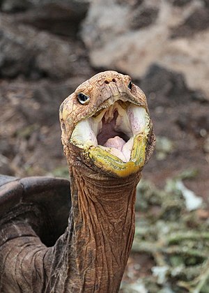 Chelonoidis vicina, Galápagos National Park, Ecuador