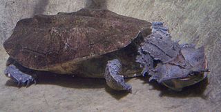 Chelidae family of reptiles