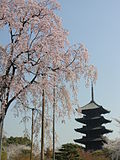 京都、東寺の桜