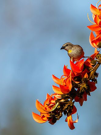 Chestnut Shouldered Petronia at Gir Forest National Park Chestnut Shouldered Petronia.jpg