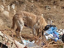 Vista de um cão de cor amarela com a cabeça no lixo.