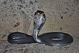 Chinese Cobra (Naja atra) 眼鏡蛇11.jpg