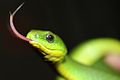 Chinese Green Snake (Cyclophiops major) 翠青蛇7.jpg