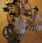Crâne d'un Chiniquodon theotonicus.