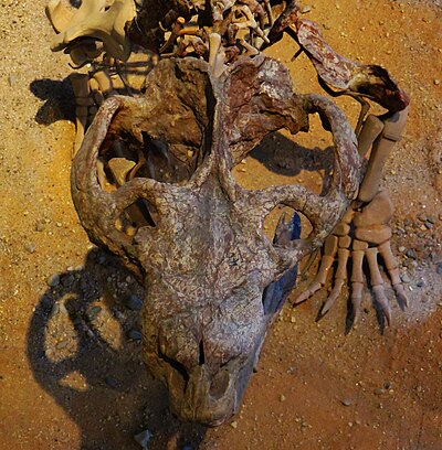 Chiniquodon theotonicus skull.JPG