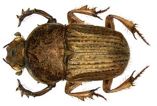 <i>Chironitis</i> Genus of beetles