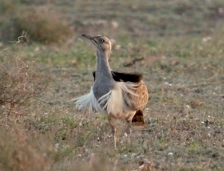 File:Chlamydotis undulata -Lanzarote, Canary Islands, Spain-Crop.jpg