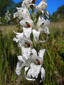 Chloraea piquichen - Flickr 004.jpg