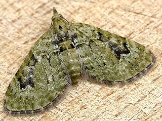 <span class="mw-page-title-main">V-pug</span> Species of moth