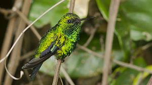 Gibson's Emerald Hummingbird ♂