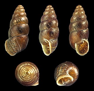 <i>Chondrina avenacea</i> Species of Gastropoda