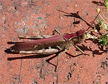 Chorthippus brunneusGomphocerinae