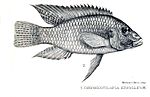 Miniatura per Chromidotilapia kingsleyae