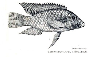 Описание изображения Chromidotilapia kingsleyae.jpg.