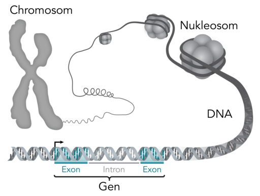 Chromosom-DNA-Gen