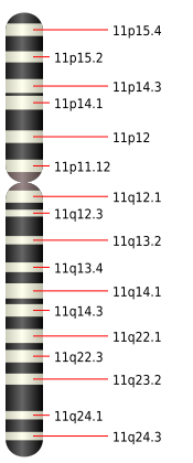 File:Chromosome 11.svg