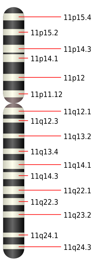 11號染色體