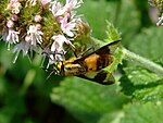 Gedecoreerde Pestryak (Chrysops viduatus)