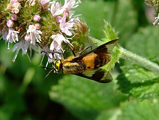 <i>Chrysops viduatus</i> Species of fly