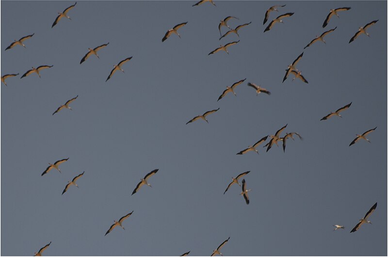 File:Ciconia ciconia at Ain Sokhna by Hatem Moushir 5.JPG