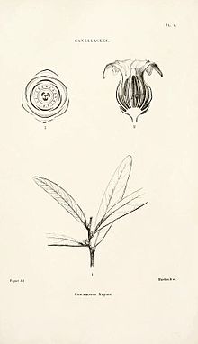 Cinnamosma fragrans Baillon Adansonia 7 pl 5 1867.jpg