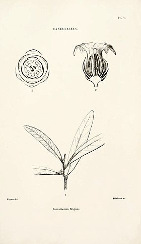 Cinnamosma fragrans (gravura original de Henri Ernest Baillon, in Adansonia 7, pl 5, 1867).