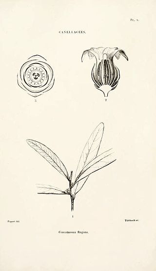 <i>Cinnamosma</i> Genus of flowering plants