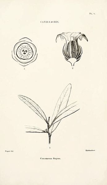 File:Cinnamosma fragrans Baillon Adansonia 7 pl 5 1867.jpg