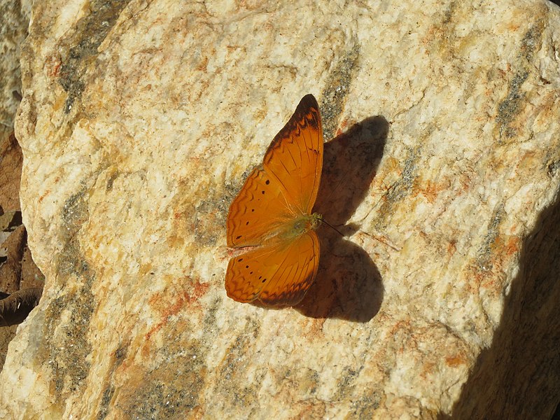 File:Cirrochroa thais - Tamil Yeoman - Aralam Butterfly Survey at Kottiyoor 2019 (17).jpg