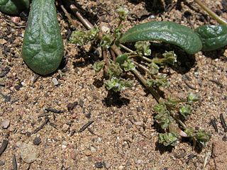 <i>Calyptridium monandrum</i> Species of flowering plant