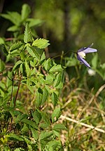 Miniatuur voor Clematis alpina