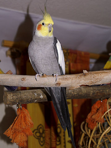 Cockatiel