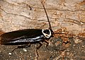Cockroach (Blattodea) (Id ?) (31692740453).jpg