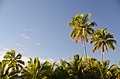 Coconut Palms - panoramio (1).jpg