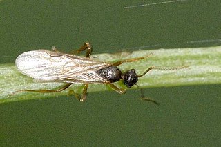 <i>Coelinidea elegans</i> species of insect