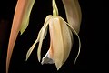 Coelogyne merrillii